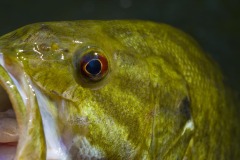 _IMG4179 _IMG4179