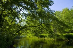 _IMG4181 _IMG4181