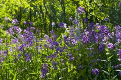 _IMG4184 _IMG4184