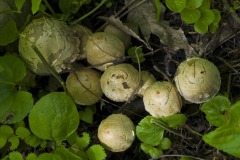 _IMG4136 _IMG4136