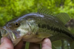 _IMG4144 _IMG4144