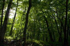 _IMG4151 _IMG4151