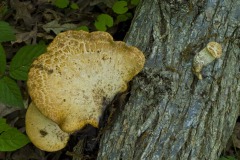 _IMG4152 _IMG4152