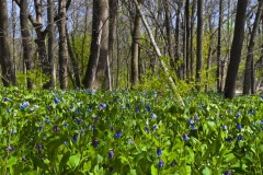 _IMG3817 _IMG3817