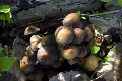 _IMG3844 _IMG3844