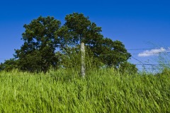 _IMG0175 _IMG0175