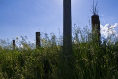 _IMG0184 _IMG0184
