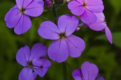 _IMG9586 _IMG9586