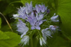 _IMG9590 _IMG9590