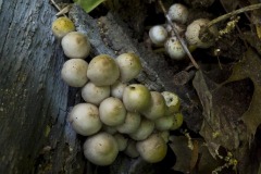 _IMG9601 _IMG9601
