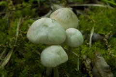 _IMG9606 _IMG9606