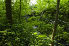 _IMG9620 _IMG9620