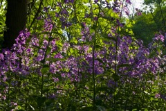 _IMG9623 _IMG9623