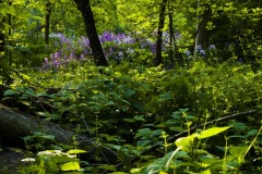 _IMG9625 _IMG9625