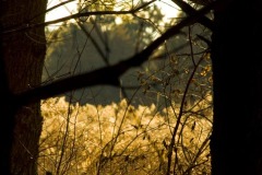 _IMG2343 _IMG2343