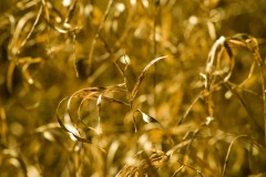 _IMG2349 _IMG2349
