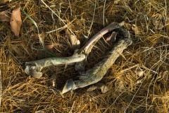_IMG2351 _IMG2351