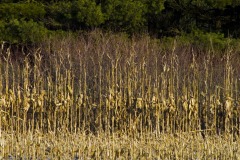_IMG2353 _IMG2353