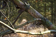 _IMG2360 _IMG2360
