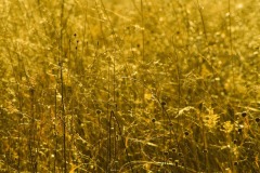 _IMG2363 _IMG2363