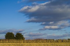 _IMG2372 _IMG2372