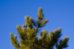 _IMG2378 _IMG2378