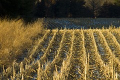 _IMG2383 _IMG2383
