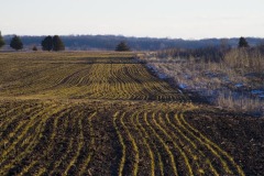 _IMG2384 _IMG2384