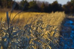 _IMG2390 _IMG2390