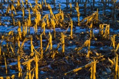 _IMG2417 _IMG2417