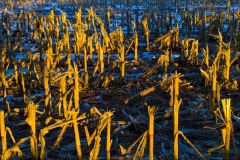 _IMG2419 _IMG2419