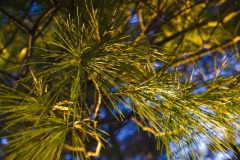 _IMG2424 _IMG2424