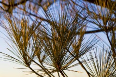_IMG2425 _IMG2425