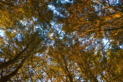 _IMG2428 _IMG2428