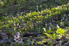 _IMG8745 _IMG8745