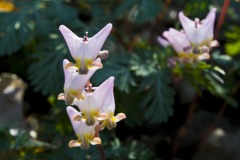 _IMG8752 _IMG8752