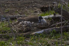 _IMG8724 _IMG8724