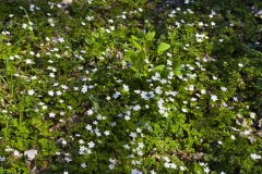 _IMG8727 _IMG8727