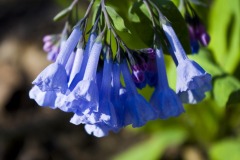 _IMG8734 _IMG8734