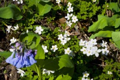 _IMG8740 _IMG8740
