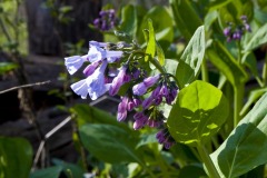 _IMG8743 _IMG8743