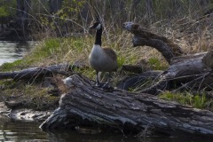 _IMG8719 _IMG8719