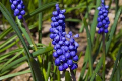 _IMG8496 _IMG8496
