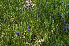 _IMG8498 _IMG8498