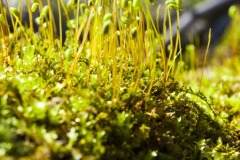 _IMG8512 _IMG8512