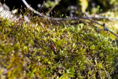 _IMG8515 _IMG8515