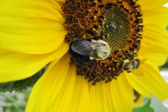IMG_4450 IMG_4450