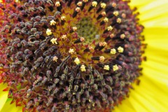 IMG_4451 IMG_4451