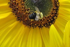 IMG_4453 IMG_4453