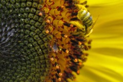 IMG_4470 IMG_4470